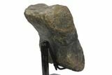 Fossil Hadrosaur Phalange (Toe Bone) - Montana #145210-3